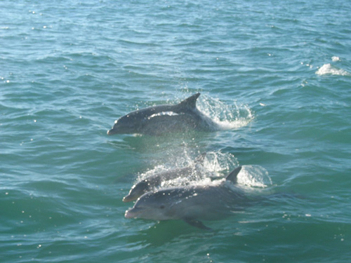 Key West Dolphins