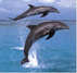 Dolphin Encounters